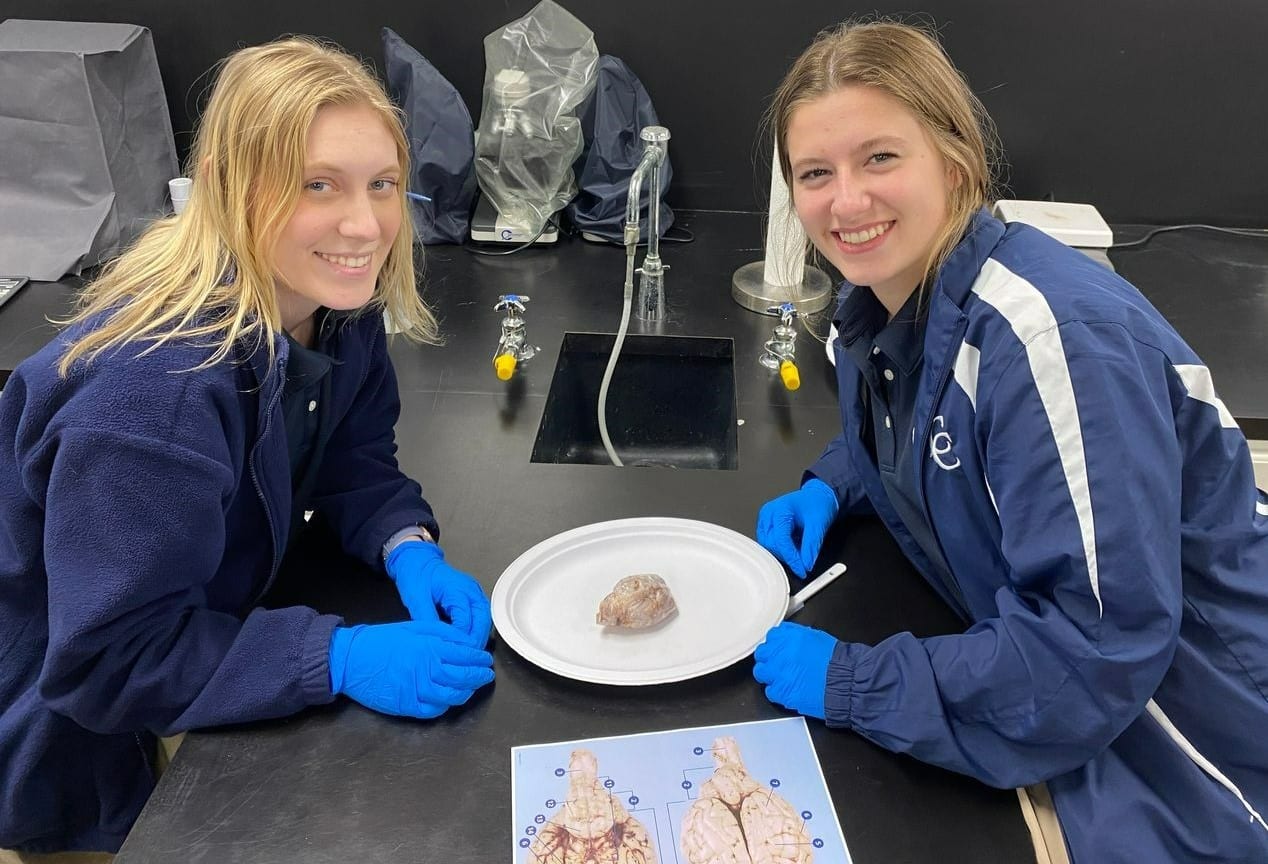 Anatomy & Physiology Sheep Brain Dissection