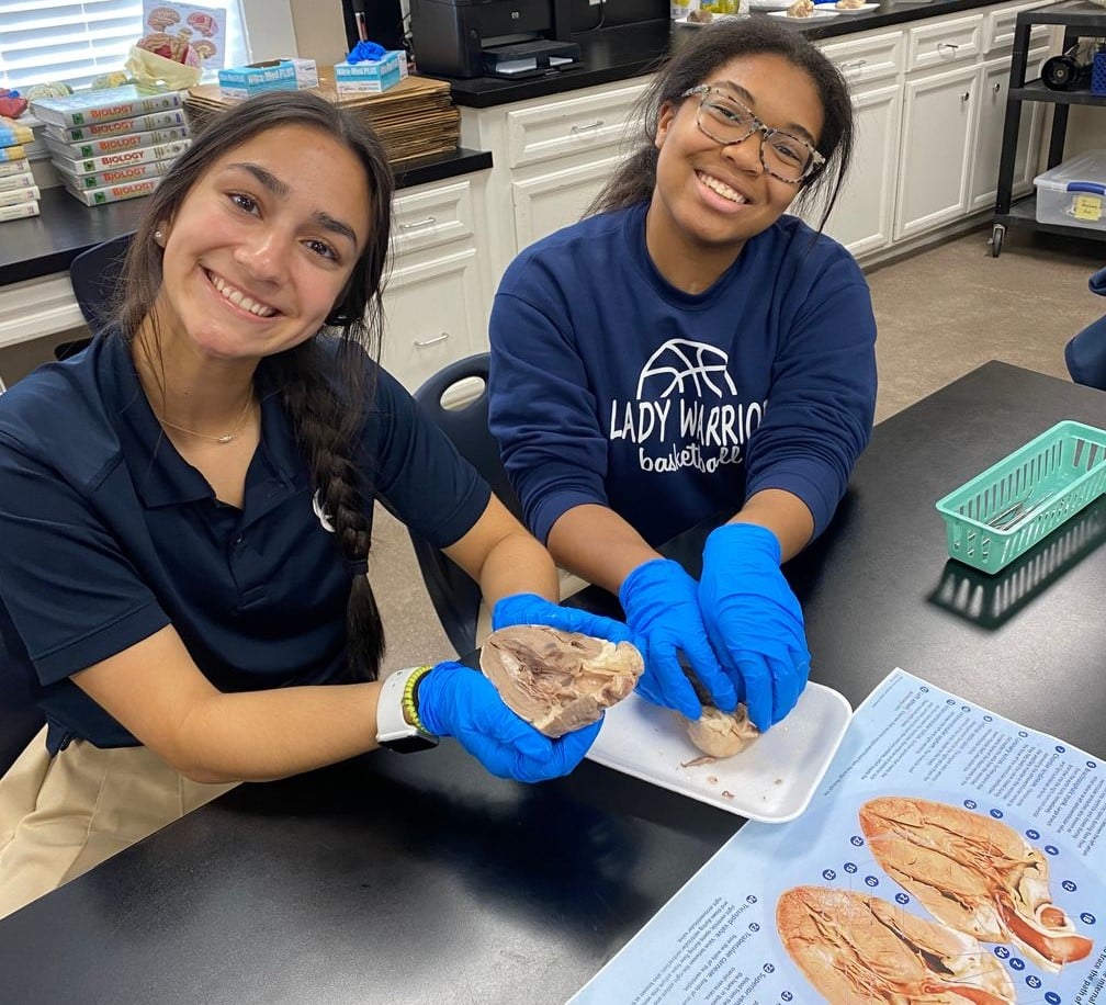 Sheep Heart Dissection